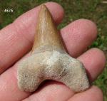 otudus obiquus fossil shark tooth $8